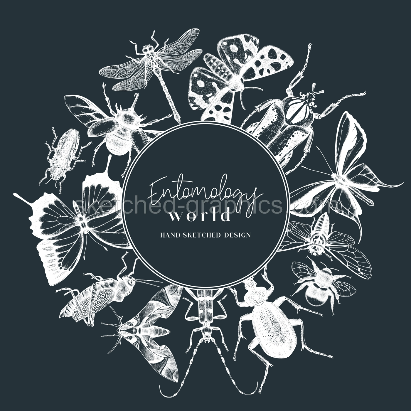 Hand-sketched insect wreath template. Hand drawn beetles, bugs, butterflies, dragonfly, cicada, moths, bee illustrations in vintage style. Entomological frame vector design on chalkboard Illustration